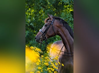 Lettisches Warmblut, Stute, 8 Jahre, 176 cm, Dunkelbrauner