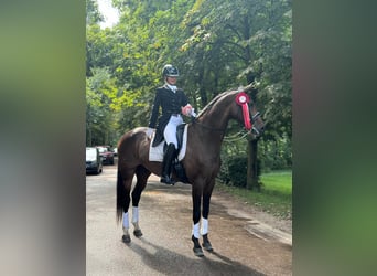 Lettisches Warmblut, Stute, 8 Jahre, 176 cm, Dunkelbrauner