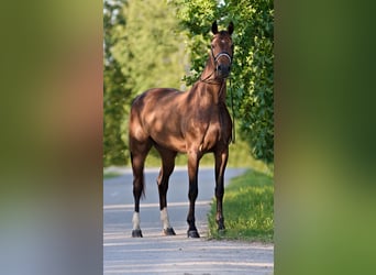 Lettisches Warmblut, Stute, 8 Jahre, 176 cm, Dunkelbrauner