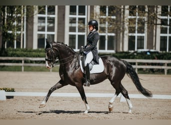 Lettisches Warmblut, Stute, 9 Jahre, 167 cm, Rappe