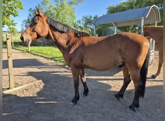 Lettisches Warmblut, Wallach, 10 Jahre, 163 cm, Brauner