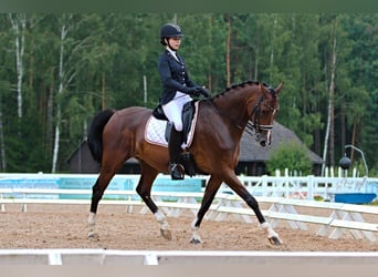 Lettisches Warmblut, Wallach, 10 Jahre, 165 cm
