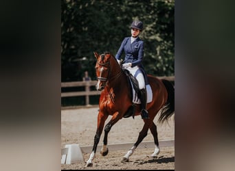 Lettisches Warmblut, Wallach, 10 Jahre, 165 cm