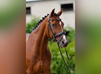 Lettisches Warmblut, Wallach, 10 Jahre, 165 cm