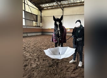 Lettisches Warmblut, Wallach, 11 Jahre, 165 cm, Schwarzbrauner