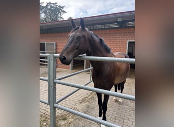 Lettisches Warmblut, Wallach, 11 Jahre, 168 cm, Dunkelbrauner