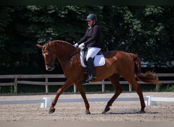 Lettisches Warmblut, Wallach, 12 Jahre, 181 cm, Dunkelfuchs