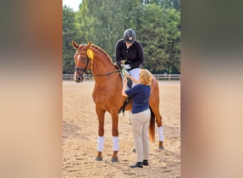 Lettisches Warmblut, Wallach, 12 Jahre, 181 cm, Dunkelfuchs