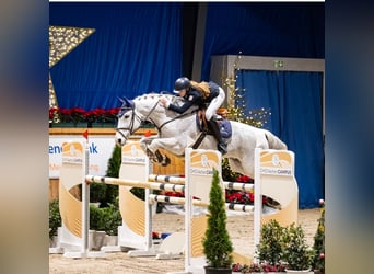 Lettisches Warmblut, Wallach, 13 Jahre, 173 cm, Fliegenschimmel