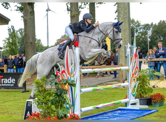 Lettisches Warmblut, Wallach, 13 Jahre, 173 cm, Fliegenschimmel