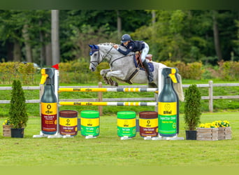 Lettisches Warmblut, Wallach, 13 Jahre, 173 cm, Fliegenschimmel