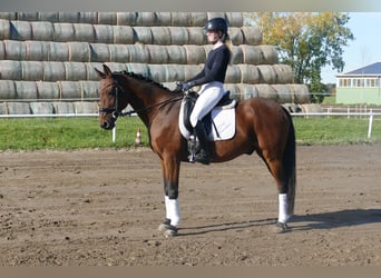 Lettisches Warmblut, Wallach, 14 Jahre, 159 cm, Brauner