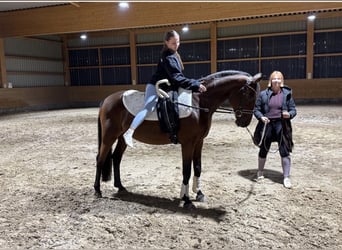 Lettisches Warmblut, Wallach, 14 Jahre, 159 cm, Brauner