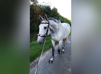 Lettisches Warmblut, Wallach, 14 Jahre, 180 cm, Apfelschimmel