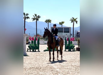 Lettisches Warmblut, Wallach, 15 Jahre, 174 cm, Dunkelbrauner