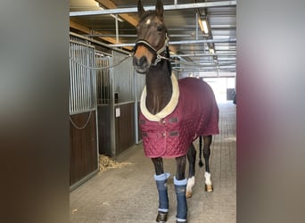 Lettisches Warmblut, Wallach, 15 Jahre, 174 cm, Dunkelbrauner