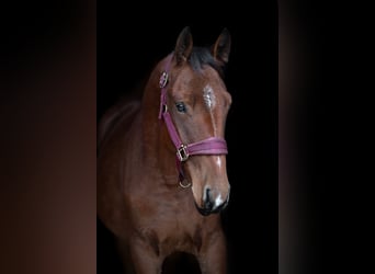 Lettisches Warmblut Mix, Wallach, 1 Jahr, 160 cm, Rotbrauner