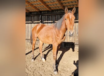 Lettisches Warmblut Mix, Wallach, 1 Jahr, 160 cm, Rotbrauner