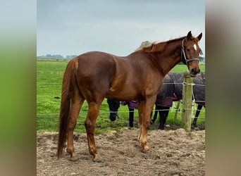 Lettisches Warmblut, Wallach, 21 Jahre, 174 cm, Brauner