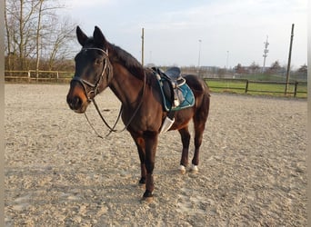 Lettisches Warmblut, Wallach, 30 Jahre, 168 cm, Schwarzbrauner