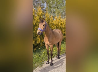 Lettisches Warmblut Mix, Wallach, 3 Jahre, 155 cm, Buckskin