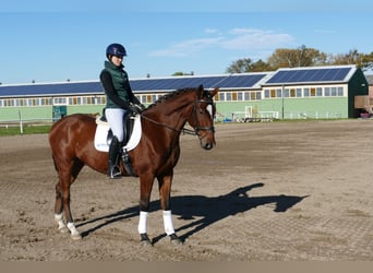 Lettisches Warmblut, Wallach, 4 Jahre, 166 cm, Brauner