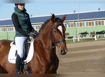 Lettisches Warmblut, Wallach, 4 Jahre, 166 cm, Brauner