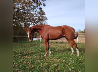 Lettisches Warmblut, Wallach, 4 Jahre, 167 cm, Dunkelfuchs