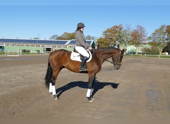 Lettisches Warmblut, Wallach, 4 Jahre, 170 cm, Brauner