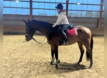 Lettisches Warmblut, Wallach, 4 Jahre, 170 cm, Brauner