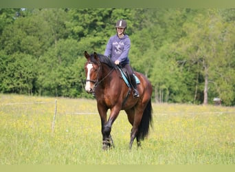 Lettisches Warmblut, Wallach, 4 Jahre, 170 cm, Rotbrauner