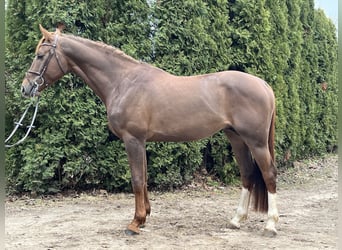 Lettisches Warmblut, Wallach, 4 Jahre