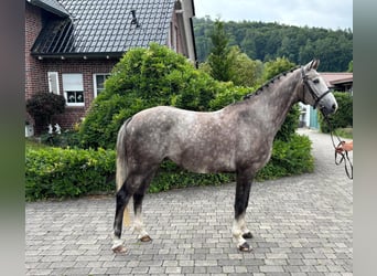 Lettisches Warmblut, Wallach, 5 Jahre, 166 cm, Apfelschimmel