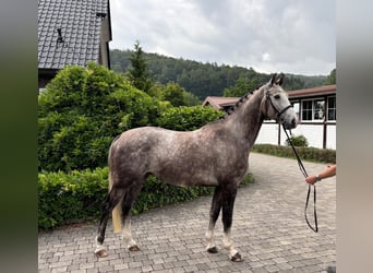 Lettisches Warmblut, Wallach, 5 Jahre, 166 cm, Apfelschimmel
