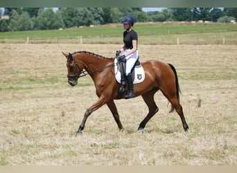 Lettisches Warmblut, Wallach, 5 Jahre, 169 cm, Brauner