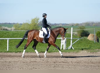 Lettisches Warmblut, Wallach, 5 Jahre, 170 cm, Brauner
