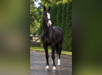 Lettisches Warmblut, Wallach, 5 Jahre, 170 cm, Dunkelbrauner