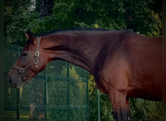 Lettisches Warmblut, Wallach, 5 Jahre