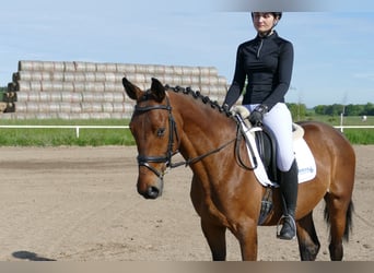Lettisches Warmblut, Wallach, 6 Jahre, 160 cm, Brauner