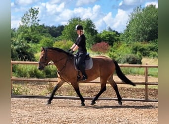 Lettisches Warmblut, Wallach, 6 Jahre, 167 cm, Brauner