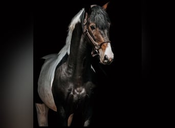 Lettisches Warmblut, Wallach, 6 Jahre, 167 cm, Schecke