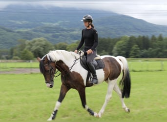 Lettisches Warmblut, Wallach, 6 Jahre, 167 cm, Schecke