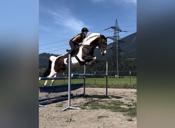 Lettisches Warmblut, Wallach, 6 Jahre, 167 cm, Schecke