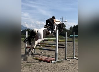 Lettisches Warmblut, Wallach, 6 Jahre, 167 cm, Schecke