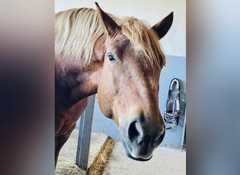 Lettisches Warmblut, Wallach, 7 Jahre, 155 cm, Fuchs