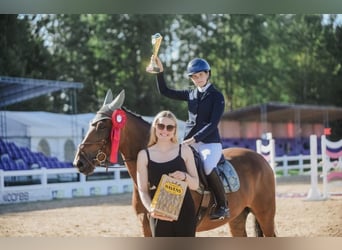 Lettisches Warmblut, Wallach, 7 Jahre, 164 cm, Brauner