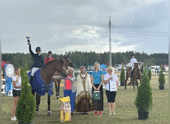 Lettisches Warmblut, Wallach, 7 Jahre, 164 cm, Brauner