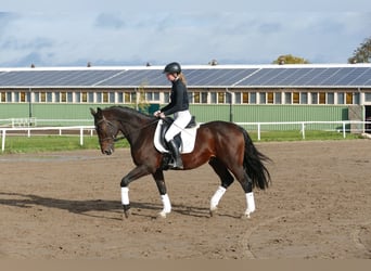 Lettisches Warmblut, Wallach, 7 Jahre, 168 cm, Dunkelbrauner