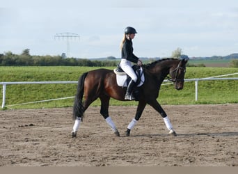 Lettisches Warmblut, Wallach, 7 Jahre, 168 cm, Dunkelbrauner