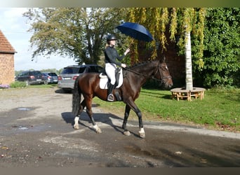 Lettisches Warmblut, Wallach, 7 Jahre, 168 cm, Dunkelbrauner